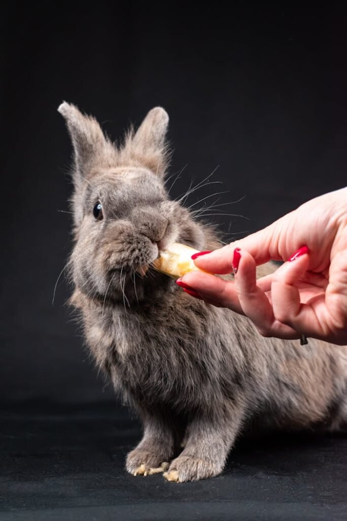 Woman Hand Feeding Rabbit